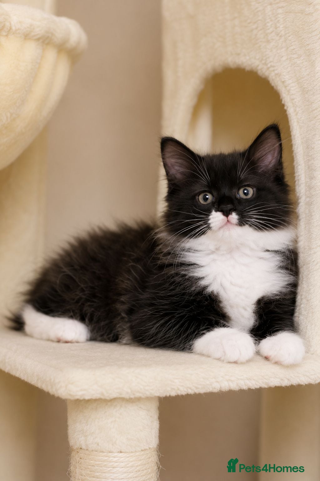 Mixed Breed cats 3 Beautiful Ragdoll Cross Male Kittens - Advert 4