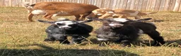 Goats livestock for sale: Pygmy Goat Kids in Llandysul - Advert 2