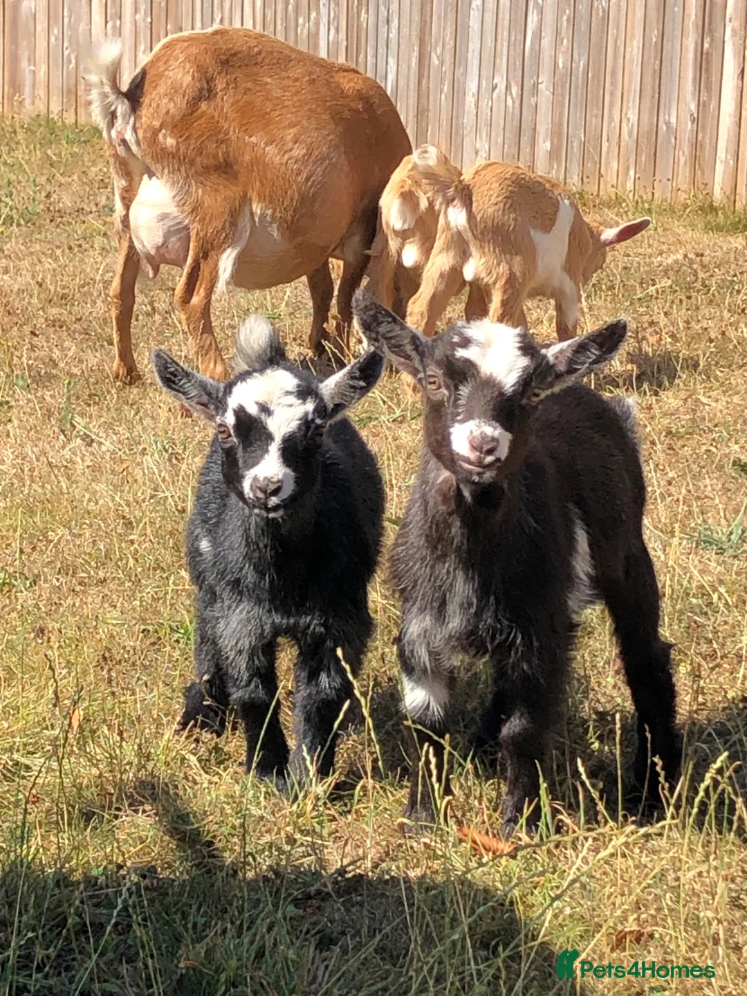 Goats livestock for sale: Pygmy Goat Kids in Llandysul - Advert 2