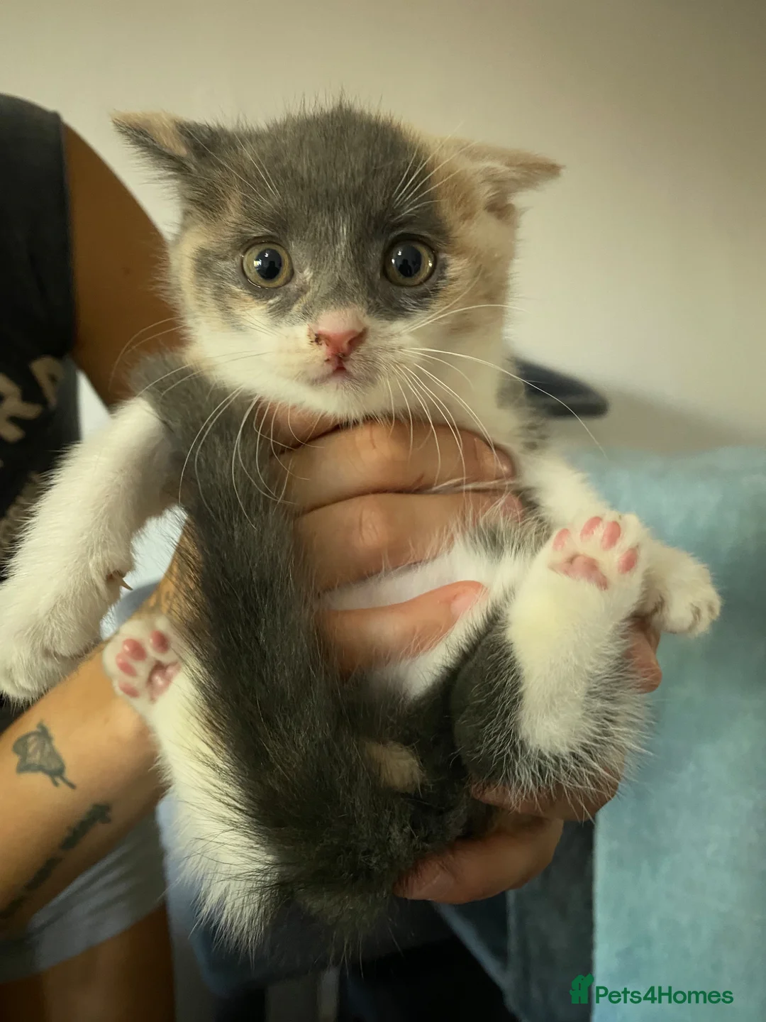 Mixed Breed cats for sale: Stunning Mixed Russian Blue Kittens - Advert 2