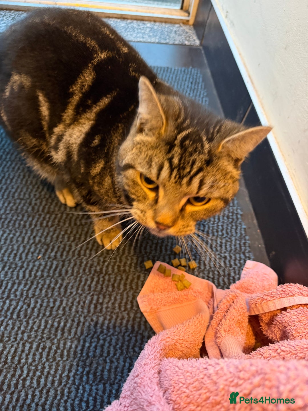 Domestic Shorthair cats for sale: Milo - a shy male  - Advert 2