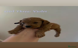 Mixed Breed dogs for sale: Toy Maltipoo X Miniature Labradoodle Puppies - Image 10