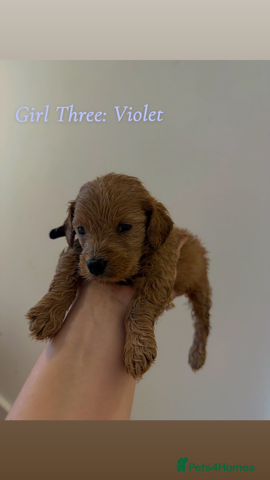 Mixed Breed dogs for sale: Toy Maltipoo X Miniature Labradoodle Puppies - Image 10
