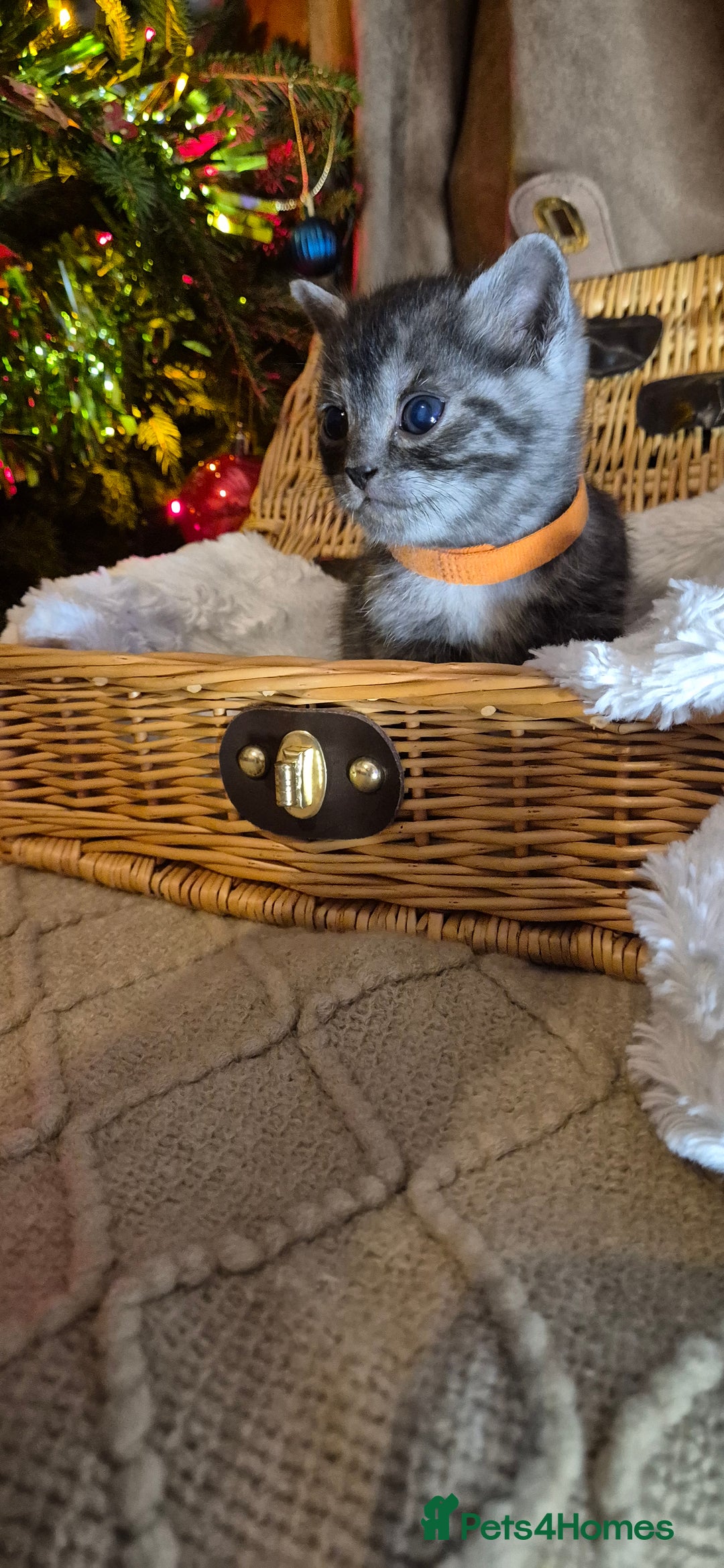 Bengal cats for sale: Bengal x British short hair - Advert 5