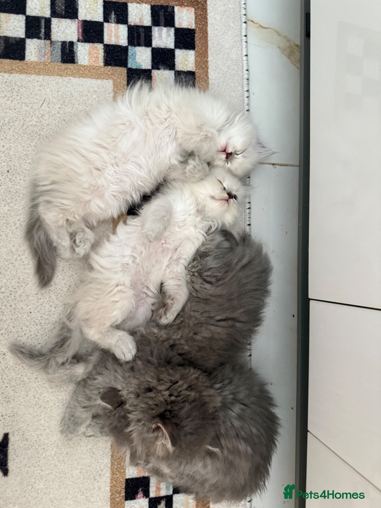 Ragdoll cats 4  wonderful ragdoll kitten looking for happy Homy - Advert 2
