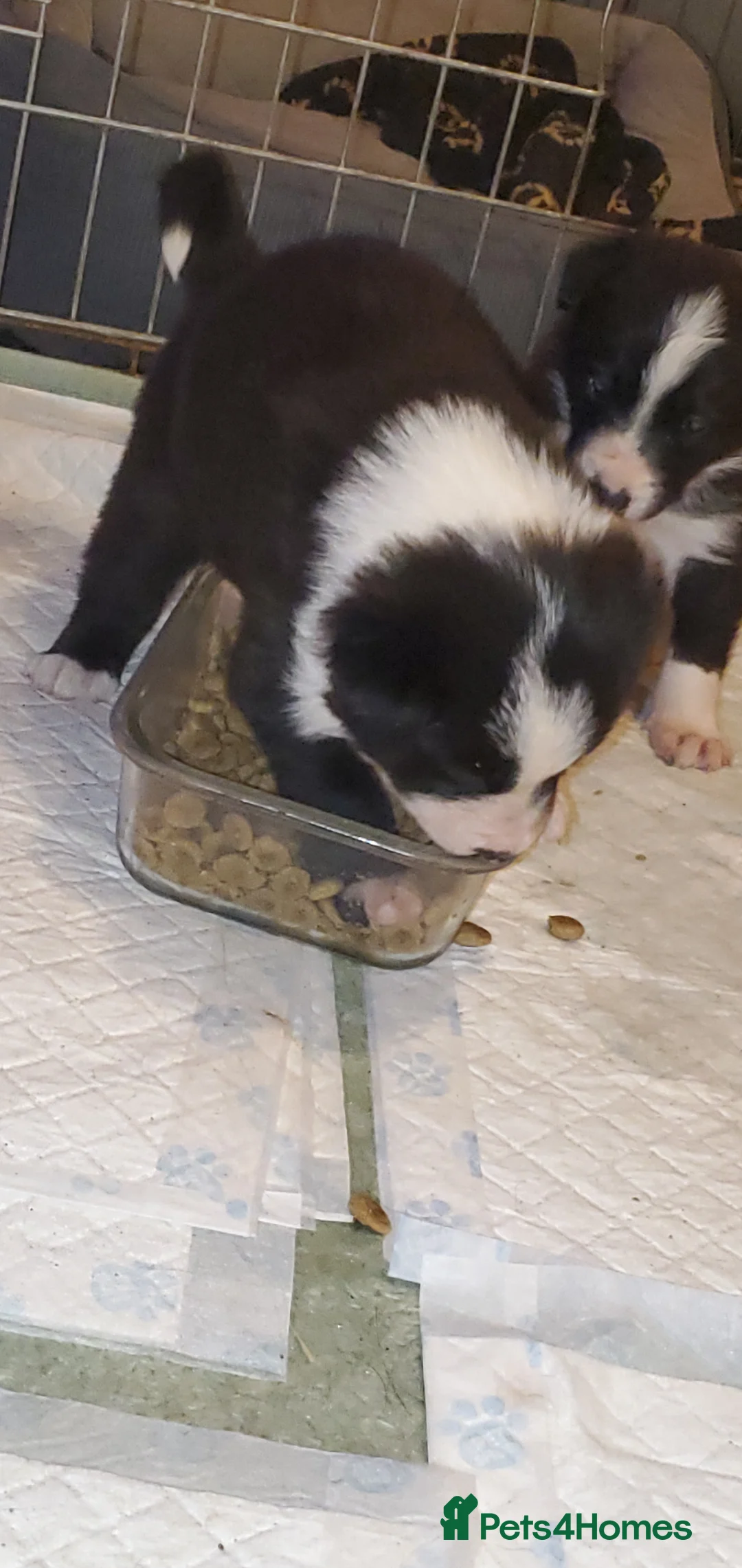 Mixed Breed dogs for sale: 2 male puppies for sale.  - Advert 11