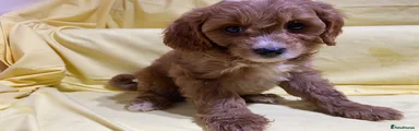 Cavapoo 1