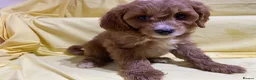 Cavapoo dogs for sale: Cavapoos f1 Health tested  - Advert 4