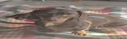 Miniature Dachshund dogs for sale: 2 beautiful bitches. Chocolate and tan in Wellingborough - Advert 4