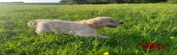 Golden Retriever dogs for sale: 🐾 Truly special Puppies - Advert 3