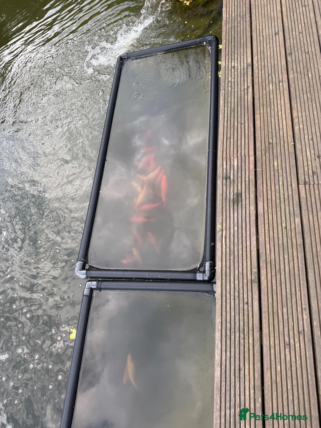 Goldfish fish for sale: Large mix of gold fish  - Advert 1