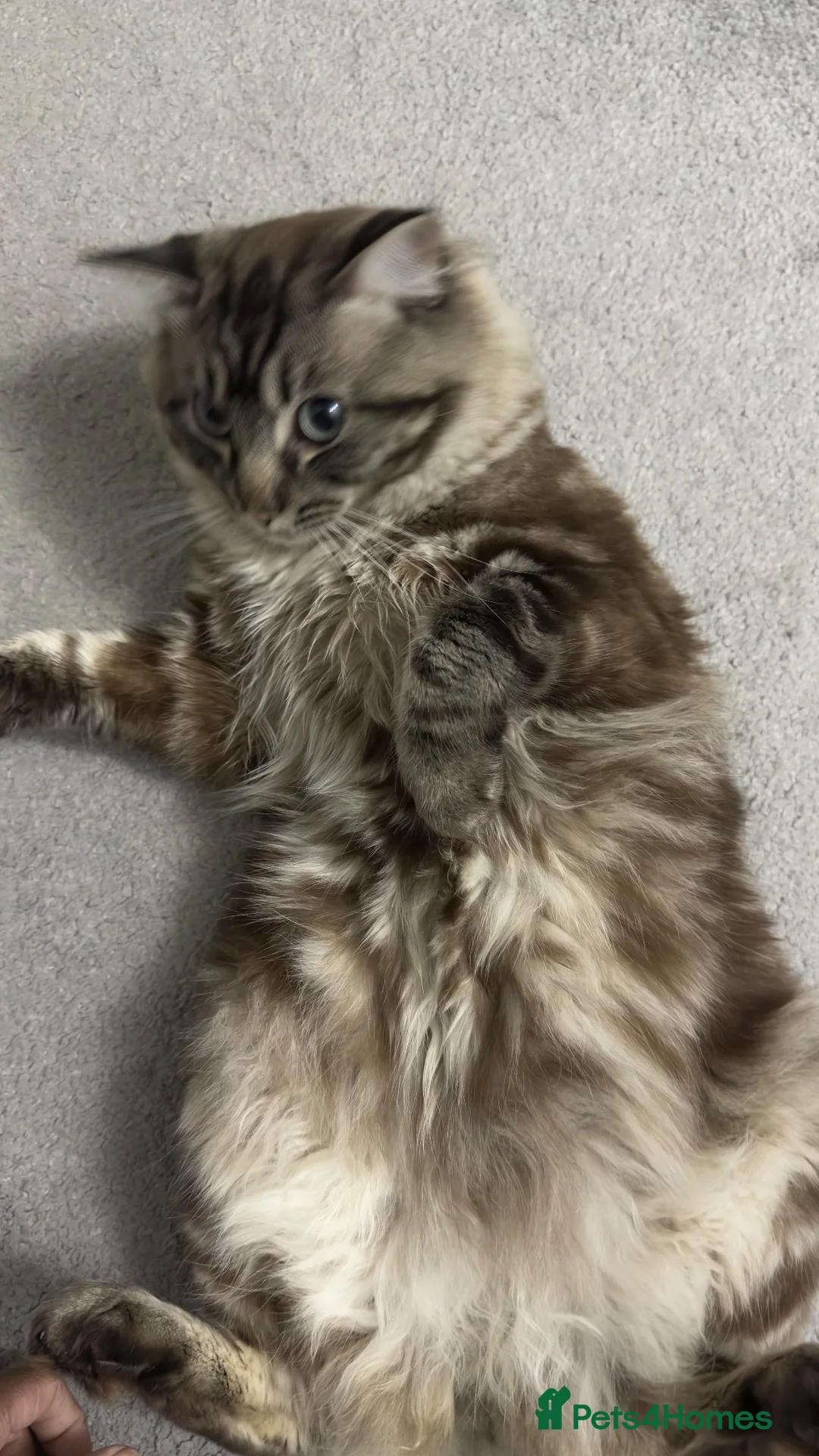 Ragdoll cats for sale: 2 years odl cat - Advert 7