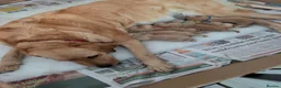 Labrador Retriever dogs for sale: Fox red/golden Labrador - Advert 8