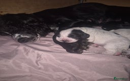 Cocker Spaniel dogs for sale: Beautiful chunky male cockers - Image 16