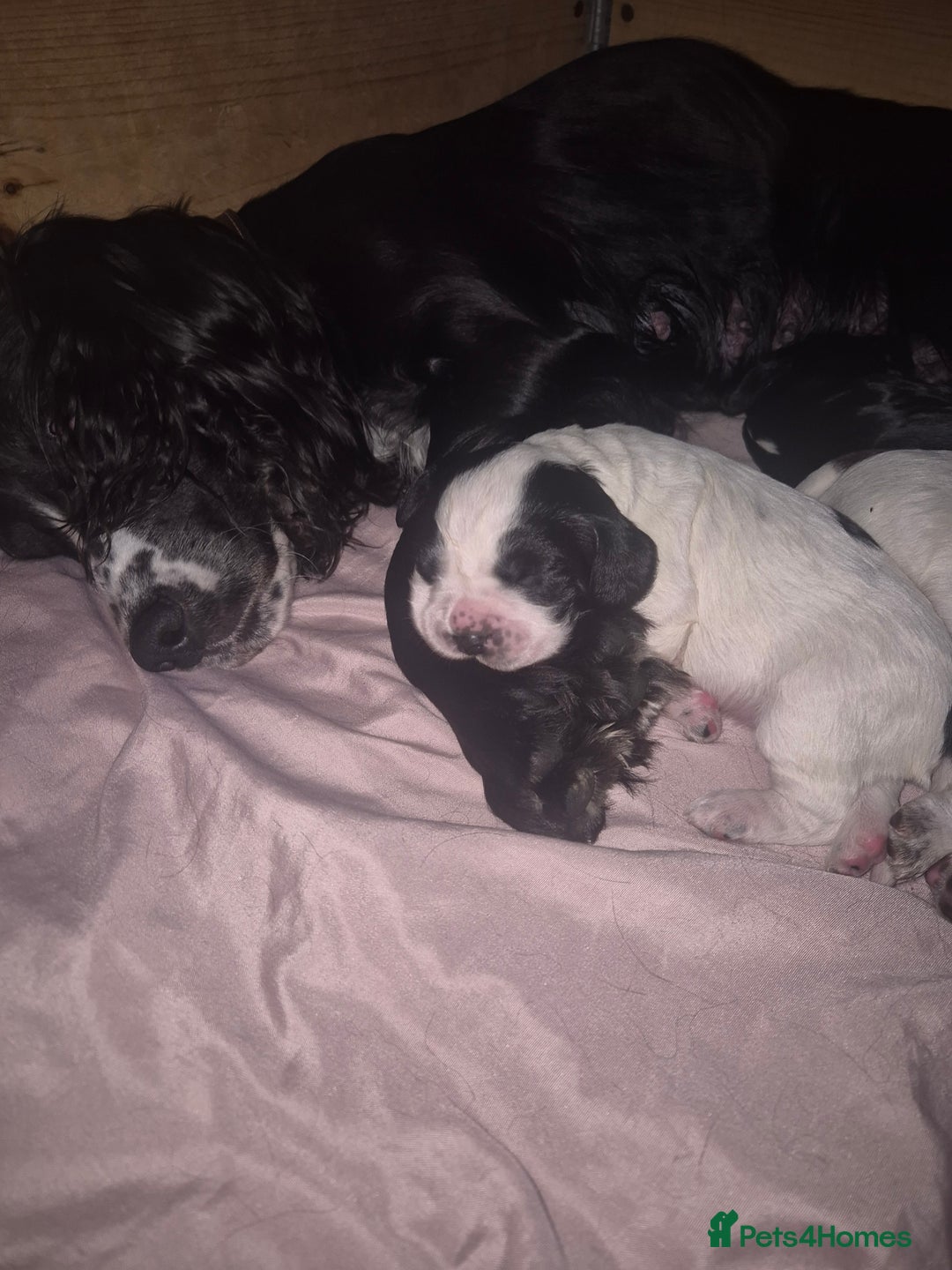 Cocker Spaniel dogs for sale: Beautiful chunky male cockers - Image 16