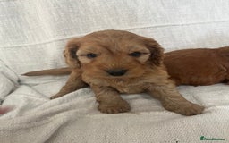 Cockapoo dogs for sale: 🐶🐶 cockerpoo puppies 🐶🐶 - Advert 6