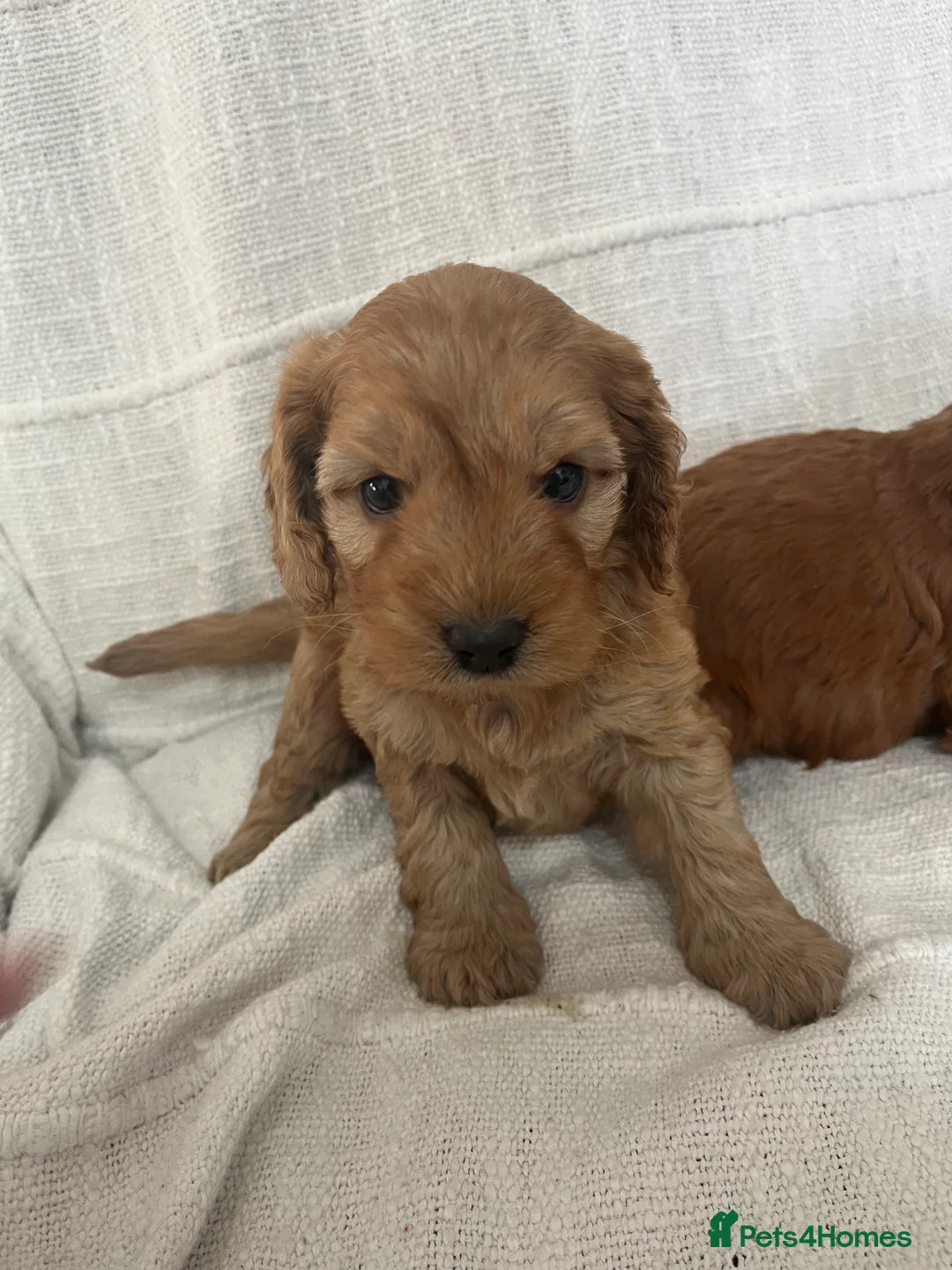 Cockapoo dogs for sale: 🐶🐶 cockerpoo puppies 🐶🐶 - Advert 7