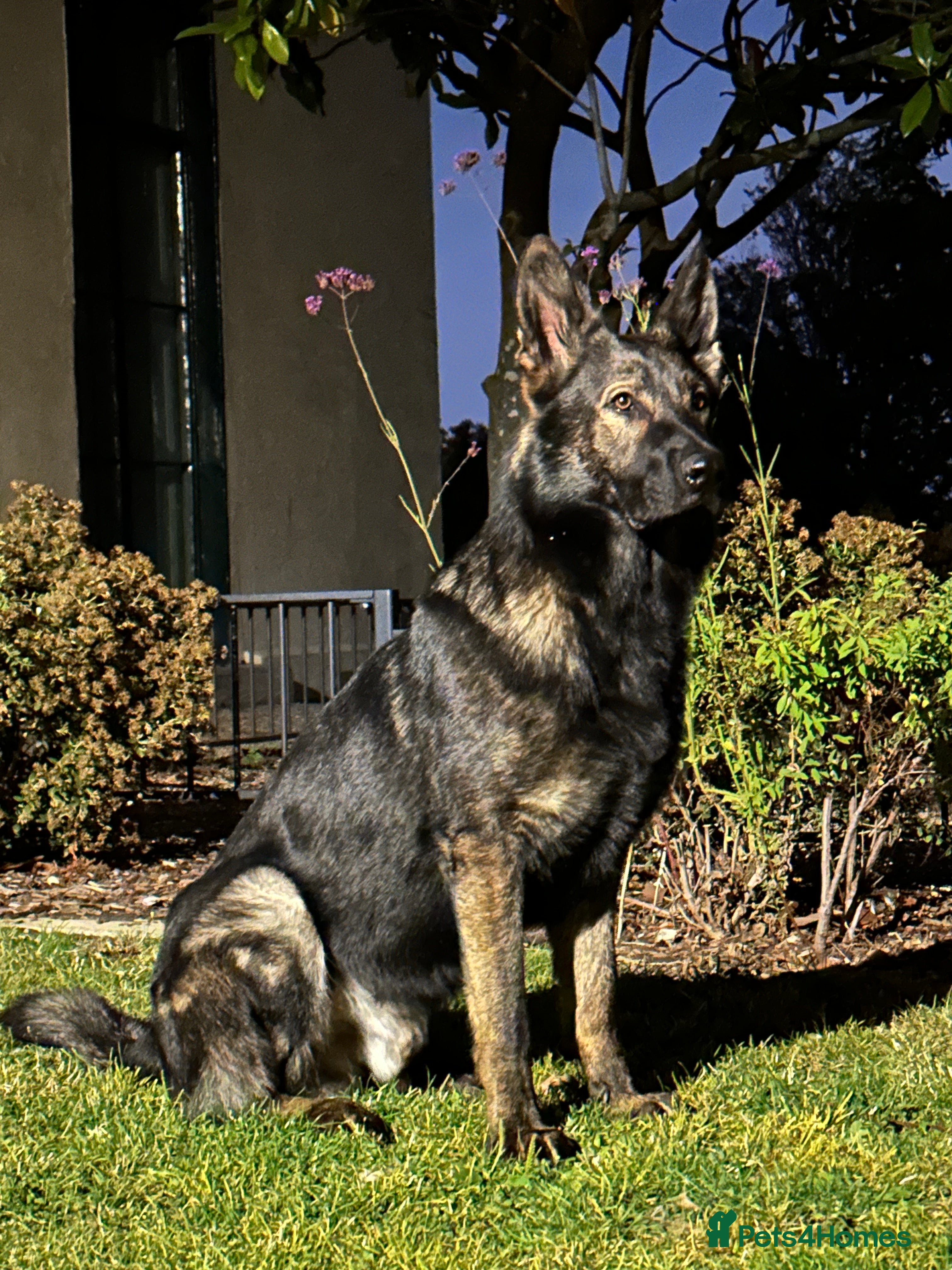 German Shepherd dogs CZ IMP SABLE Pedigree German Shepherd in London - Advert 10