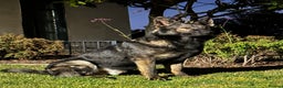 German Shepherd dogs for stud: CZ IMP SABLE Pedigree German Shepherd in London - Advert 2
