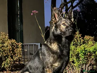 German Shepherd dogs CZ IMP SABLE Pedigree German Shepherd in London - Advert 9