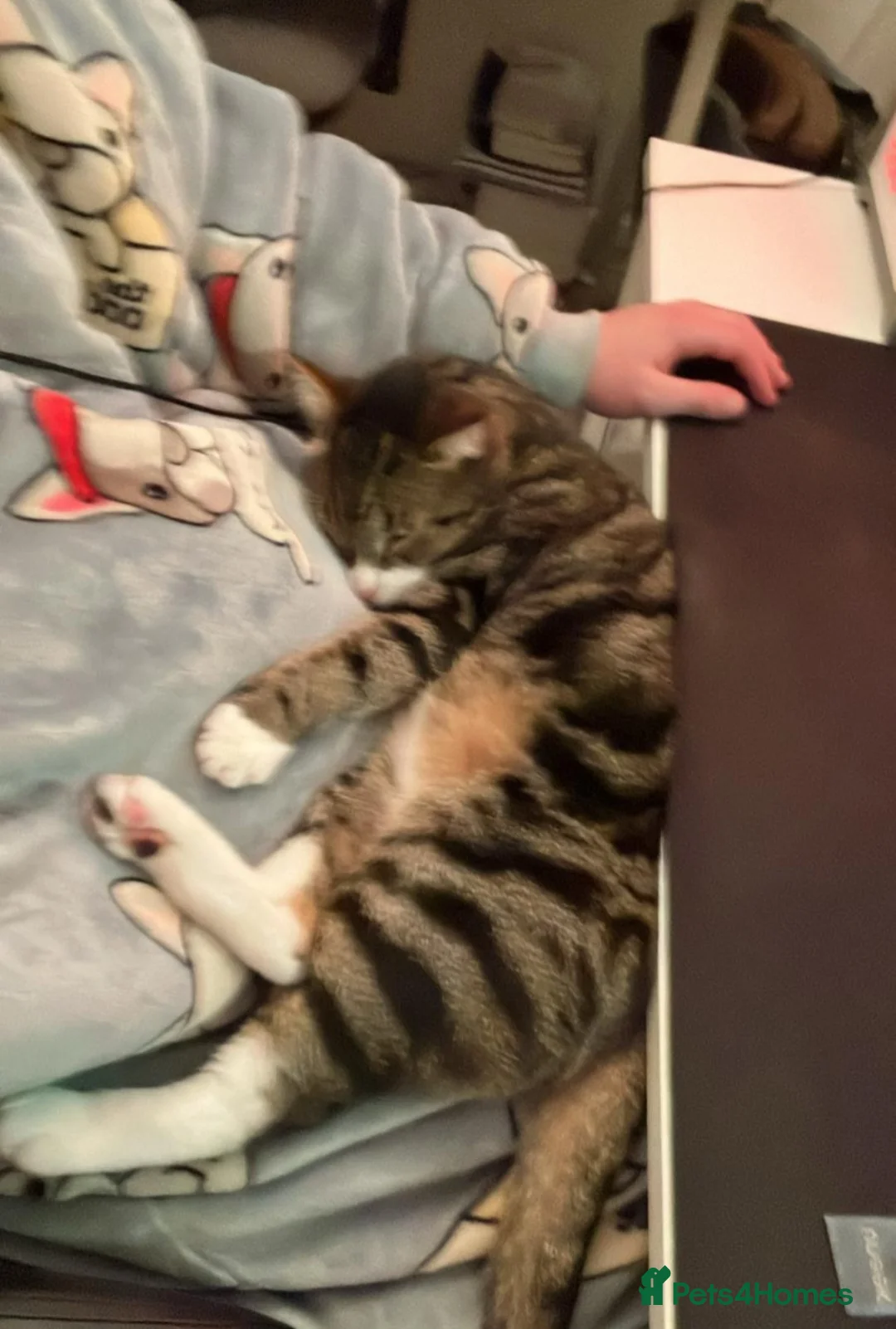 Mixed Breed cats for sale: Male Tabby Cat - Advert 2