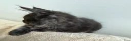 Maine Coon cats for sale:     Stunning Purebred Maine Coon Kitten - Advert 27