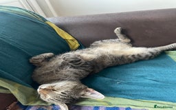 British Shorthair cats for sale: 2 cats for rehoming - Image 1