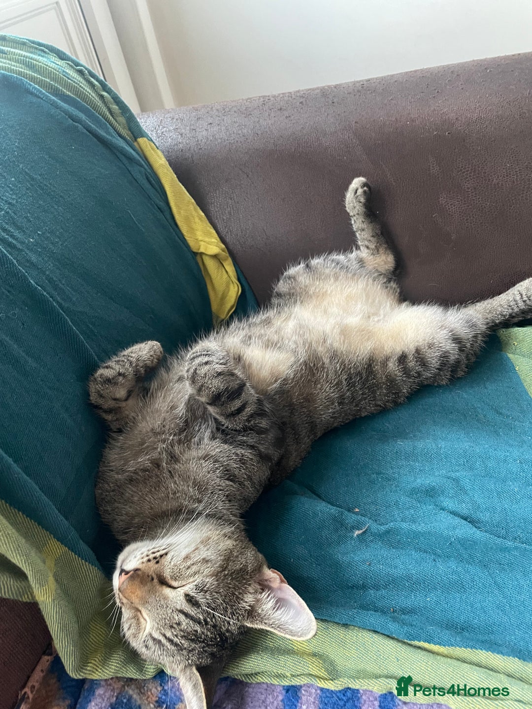 British Shorthair cats for sale: 2 cats for rehoming - Image 1
