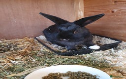 Mini Lop rabbits for sale: Spayed and neutered rabbits for adoption  - Advert 13