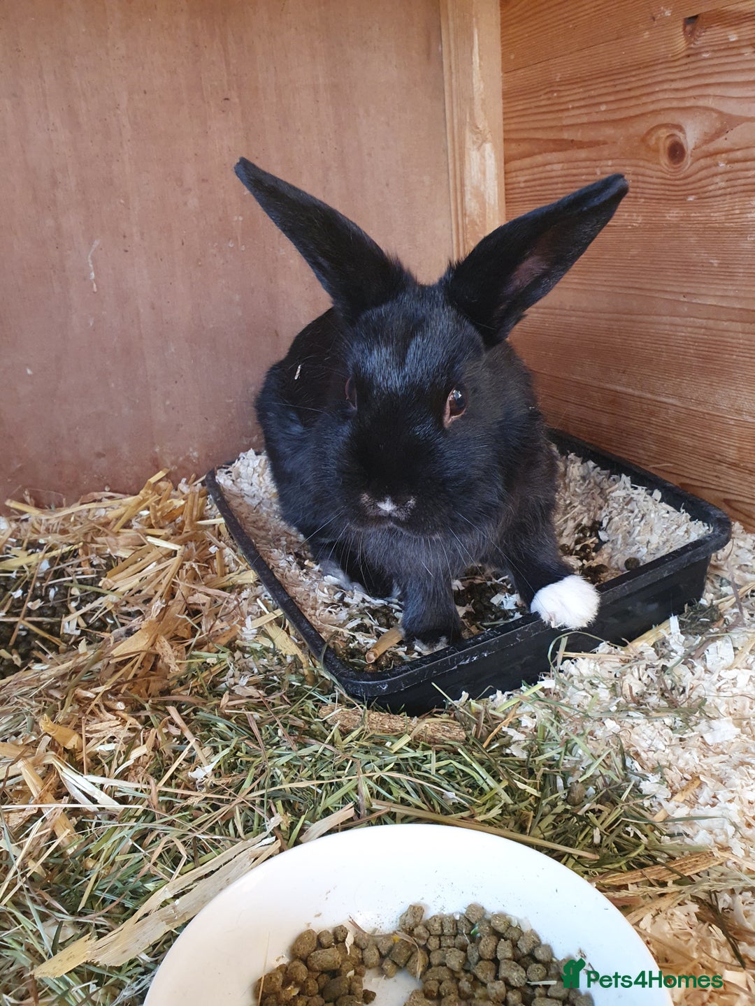 Mini Lop rabbits for sale: Spayed and neutered rabbits for adoption  - Advert 13