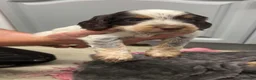 Cockapoo dogs for sale: Unique cockapoo puppies  - Advert 23