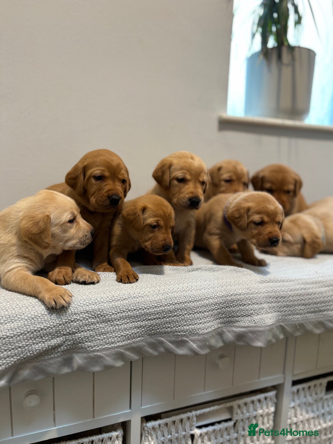 Labrador Retriever dogs for sale: Beautiful fox red puppies  - Image 5