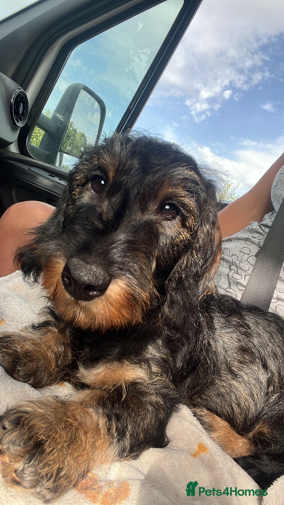 Dachshund dogs Wirehaired Dachshund’s FOR SALE  - Advert 13
