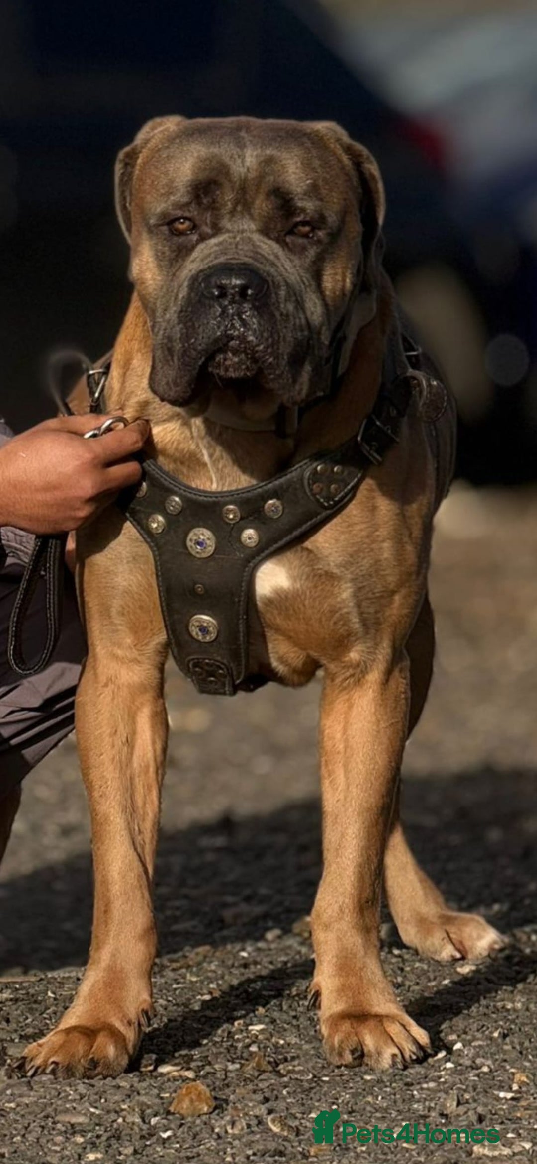 Cane Corso dogs for stud: Russian/Slovak blood cane corso stud - Advert 6