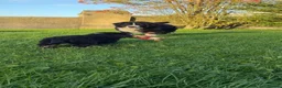 Bernese Mountain Dog dogs for sale: Bernese Mountain Dog Puppies  in Castlewellan - Advert 1