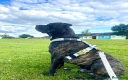 Cane Corso dogs for stud: 2 year old Corso for stud With options  - Image 7