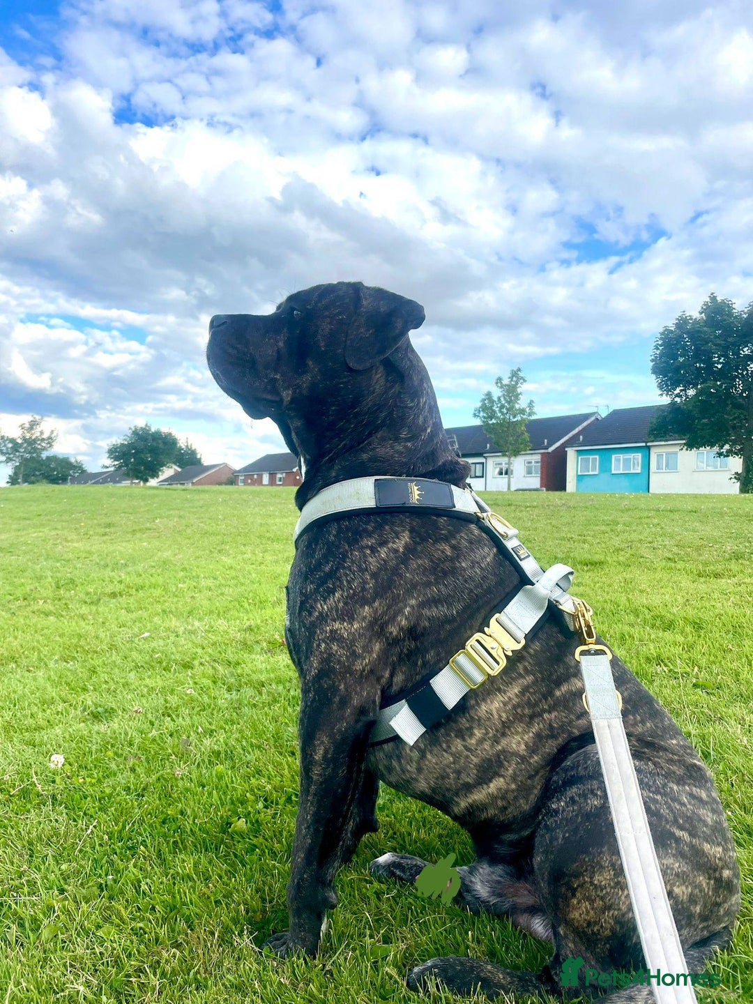 Cane Corso dogs for stud: 2 year old Corso for stud With options  - Image 7