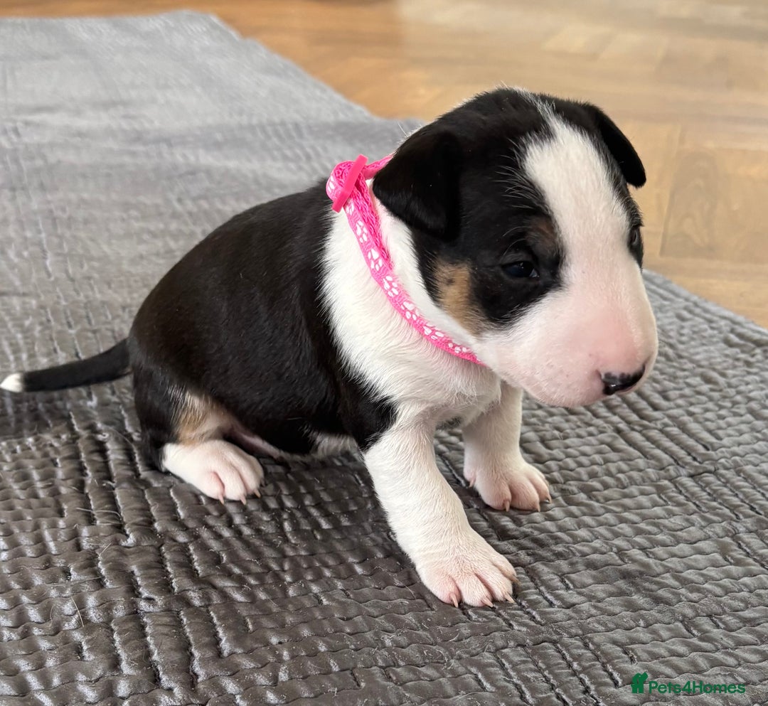 English Bull Terrier dogs for sale: Beautiful English bull terrier  - Image 18