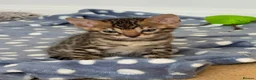 Bengal cats for sale: Bengal kittens - Advert 2