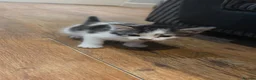 Domestic Shorthair cats for sale: Kittens for sale  - Advert 5