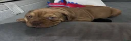 Mixed Breed dogs for sale: OLDE STAFF ENGLISH BULLDOGGE - Advert 9
