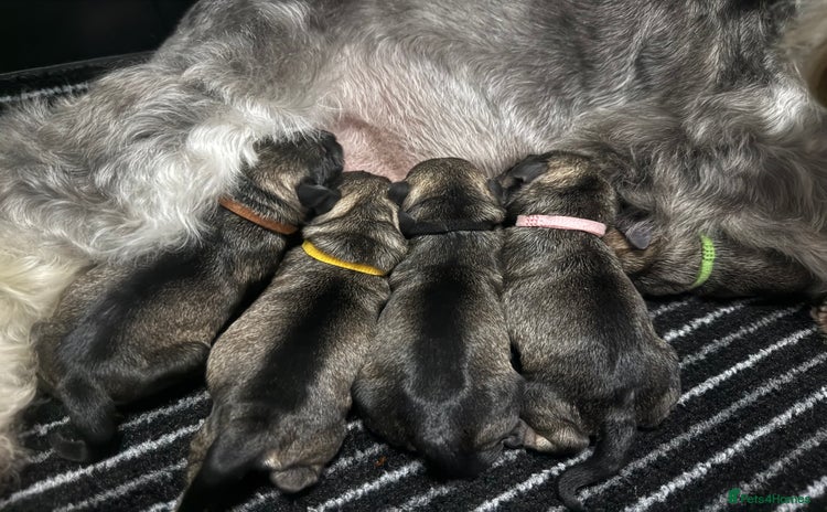 Miniature Schnauzer dogs - Advert 1