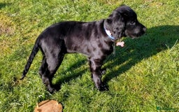 Cocker Spaniel dogs for sale: Gorgeous girl Cocker Spaniel puppy - Advert 2