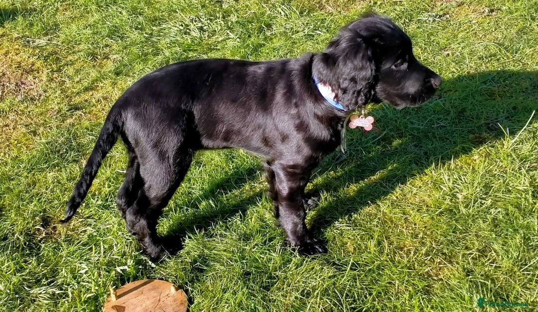 Cocker Spaniel dogs for sale: Gorgeous girl Cocker Spaniel puppy - Advert 2