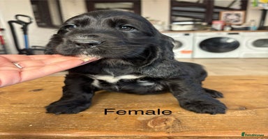 Cocker Spaniel dogs Beautiful show cocker spaniel babies - Advert 2