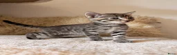 Mixed Breed cats for sale: Russian Blue Mix Kittens  - Advert 14