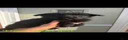 German Shepherd dogs for sale: German Shepherd Puppy’s in Barnsley - Advert 14