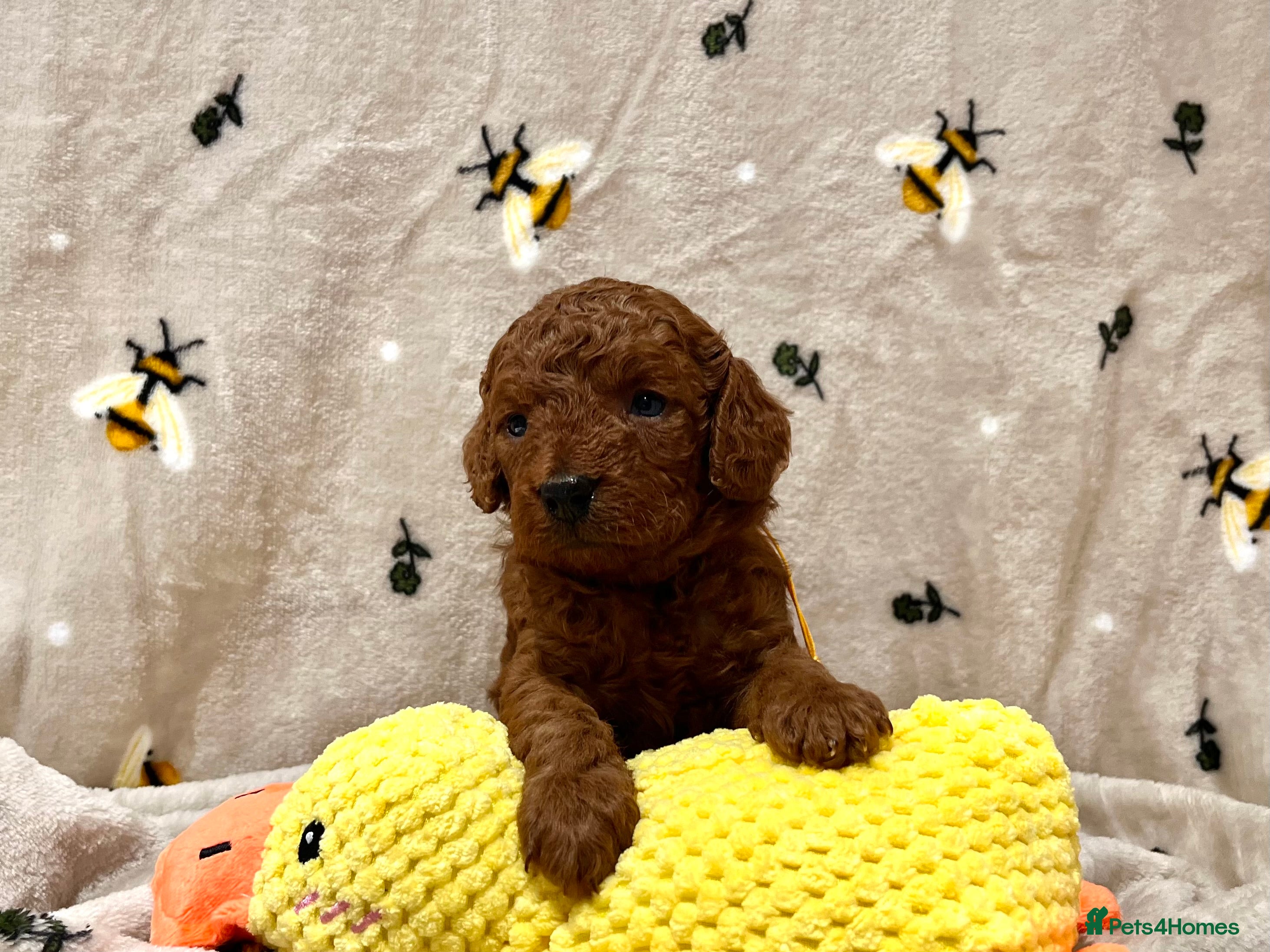 Cockapoo dogs 🌟Red F1BB Hypoallergenic DNA✅ Mini Show Cockapoos - Advert 3