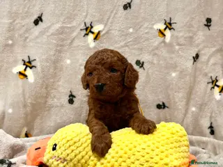 Cockapoo dogs 🌟Red F1BB Hypoallergenic DNA✅ Mini Show Cockapoos - Advert 3