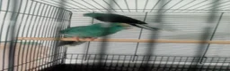 Parakeets birds for sale: Kakarikis parakeet turquoise and pied turquoise  in Craven Arms - Advert 14